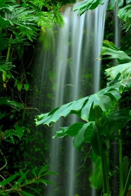 Фотообои поток воды в тропическом лесу