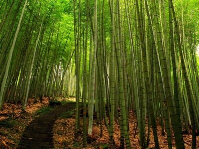 Фотообои для зала Бамбуковый лес