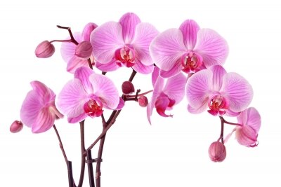 Фотообои Роскошь орхидеи
