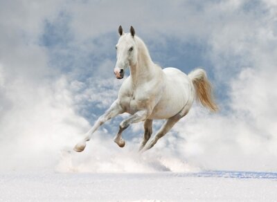 Фотообои для спальни Белая лошадь