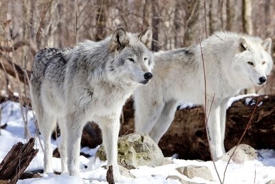 Белые волки в лесу