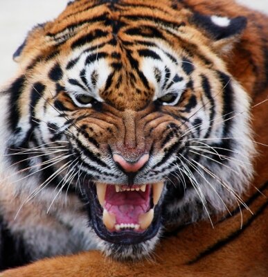 Фотообои тигр