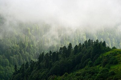 Деревья в тумане